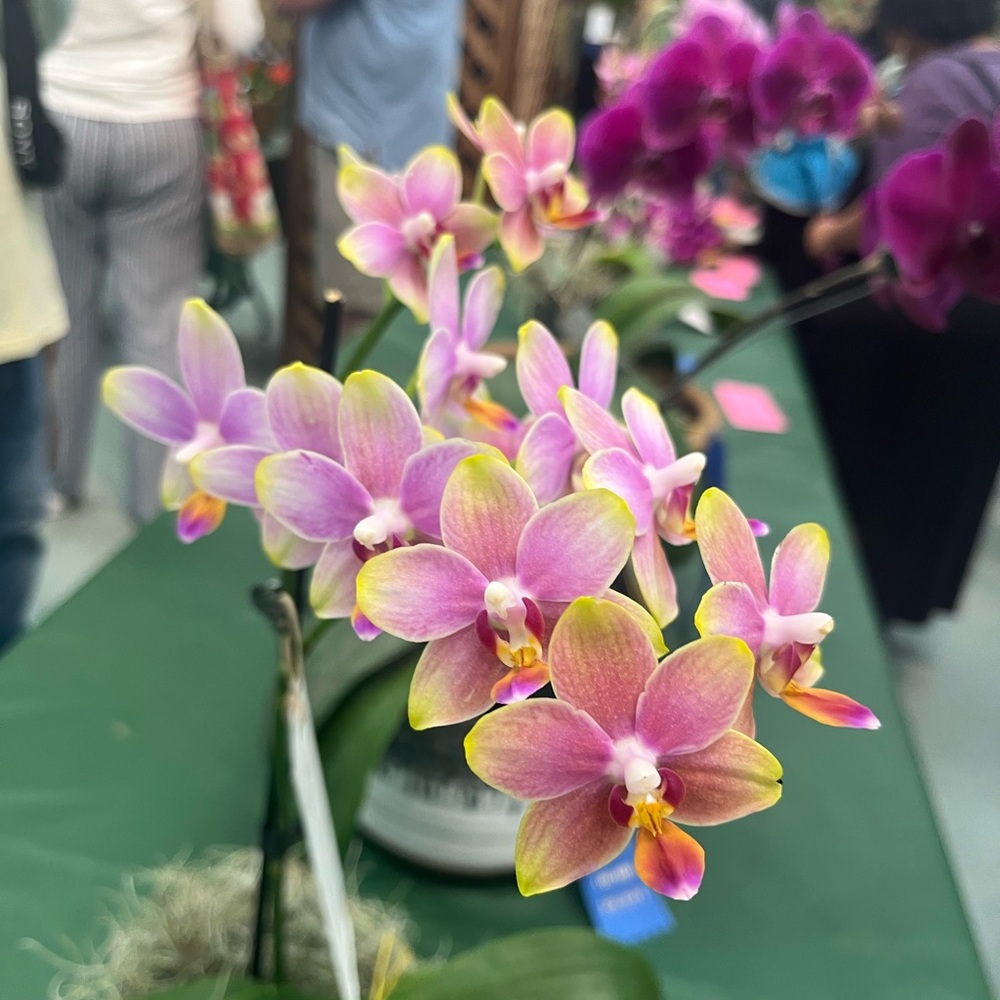 Shroud orchids